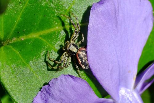 Réf. 343 512 : Xysticus audax